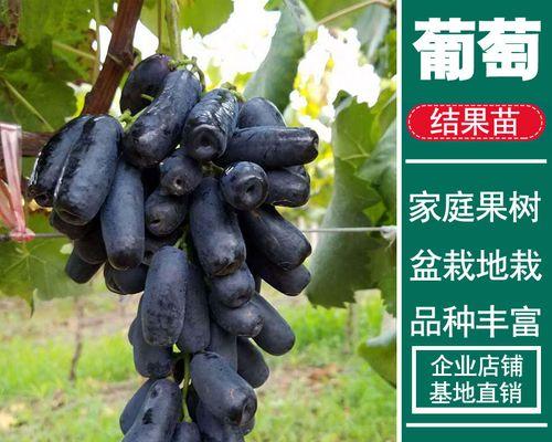 奶块葡萄种植架搭建方法是什么？如何正确种植葡萄？
