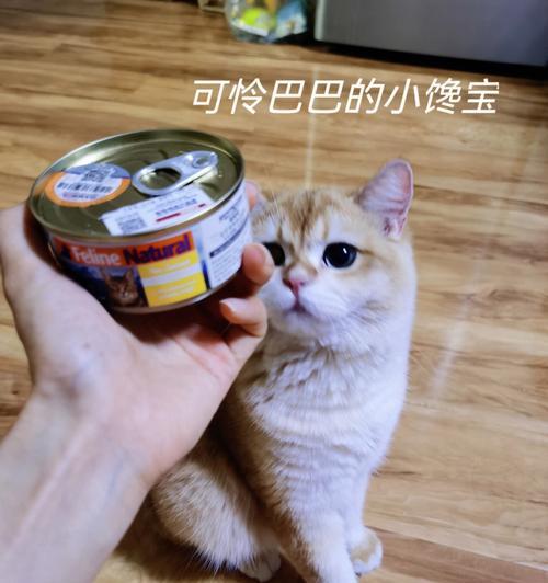 魔域完美猫吃垃圾猫的技巧是什么？